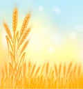 Background with ripe yellow wheat ears