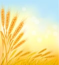 Background with ripe yellow wheat ears.