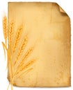 Background with ripe yellow wheat ears