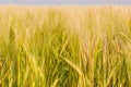 Background of the ripening barley close-up Royalty Free Stock Photo