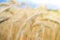 Background of ripening ears of meadow wheat field. Ears of golden wheat close up. Royalty Free Stock Photo