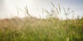 Background of ripening ears of meadow wheat field Royalty Free Stock Photo