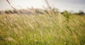 Background of ripening ears of meadow wheat field Royalty Free Stock Photo