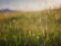 Background of ripening ears of meadow wheat field. Royalty Free Stock Photo