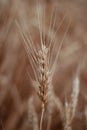 Background of ripening ears of meadow wheat field. Rich harvest concept Royalty Free Stock Photo