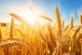 Background of ripening ears of meadow wheat field. Rich harvest Concept. Royalty Free Stock Photo