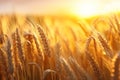 Background of ripening ears of meadow wheat field. Rich harvest Concept. Royalty Free Stock Photo