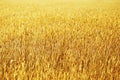 Background of ripening ears of meadow wheat field on sunset