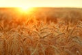 Background of ripening ears of yellow wheat. The field against the background of the sunset is a cloudy orange sky. Rays on the Royalty Free Stock Photo