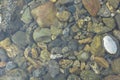 Background of river pebbles Royalty Free Stock Photo