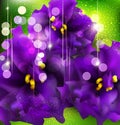 background with romantic violets