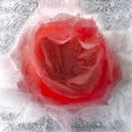 Background of rose  flower    in ice   cube with air bubbles Royalty Free Stock Photo
