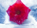 Background of rose  flower    in ice   cube with air bubbles Royalty Free Stock Photo