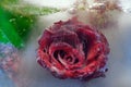 Background of rose  flower    in ice   cube with air bubbles Royalty Free Stock Photo