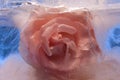 Background of rose  flower    in ice   cube with air bubbles Royalty Free Stock Photo