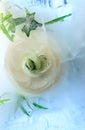 Background of rose  flower    in ice   cube with air bubbles Royalty Free Stock Photo