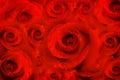 Background rose flowers, red passion Royalty Free Stock Photo