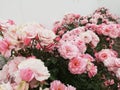 Background with rose garden