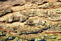 Background. Rough bark of tree trunk. textur Royalty Free Stock Photo