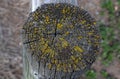 Background, a round old wooden log on a cut, covered with yellow moss Royalty Free Stock Photo