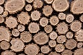 Background from round wooden slices of a tree trunk