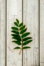 Background, rowan leaves, texture