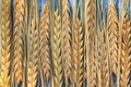 Background of rows of ripe yellow ears of wheat on a blue table Royalty Free Stock Photo