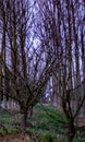 Background, rows of trees grown for timber in the Veneto region of Italy