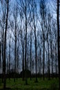 Background, rows of trees grown for timber in the Veneto region of Italy