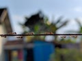 Background, running ants, ant rope