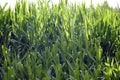 Background. Rural look. A field where corn grows. Close-up shot. Royalty Free Stock Photo