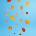 Background\'s simplicity emphasizes the vibrant leaf colors, creating a Royalty Free Stock Photo