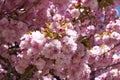 Background with sakura flowers tree. Botanical backdrop, pink petals.