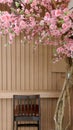 Background sakura tree at private corner