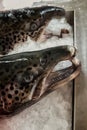 Background salmon fish heads on ice surface in market .