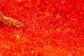 Background of salmon and trout red caviar with spoon. Seafood. Expensive delicatessen from sea. Macro shot , focus on a center