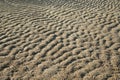 Background from sand on the beach