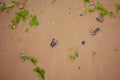 Background sand beach with seaweed and seashells Royalty Free Stock Photo