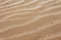 background with sand and dry twig. scree sand. sand on the beach. place for text.