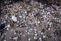 Background with sand and sea shells. Sandy surface