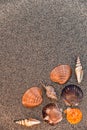 A background of sand and seashells with a place for copying and writing, a romantic marine background with a place to write, shell Royalty Free Stock Photo