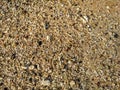 Background of sand, small stones and shells on the sea beach. Hikkaduwa, Sri Lanka