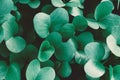 Background of saturated green leaves. Close up growing plant - pohuehue beach runners or morning glory. Royalty Free Stock Photo