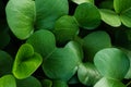 Background of saturated green leaves. Close up growing plant Royalty Free Stock Photo