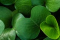 Close up growing plant - pohuehue beach runners or morning glory. Royalty Free Stock Photo