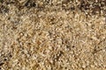 Background of sawdust on sawmills Royalty Free Stock Photo