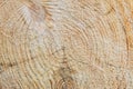 background of a sawn tree, circles on a tree trunk Royalty Free Stock Photo