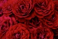 A floral backdrop of bright red live roses growing with one bouquet next to each other over looking from above Royalty Free Stock Photo