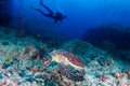 Background SCUBA diver and Hawksbill Sea Turtle on a coral reef Royalty Free Stock Photo