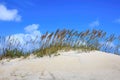 Background Sea Oats Dunes Royalty Free Stock Photo